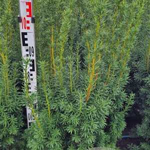 Taxus media 'Hicksii' 120 cm met kluit