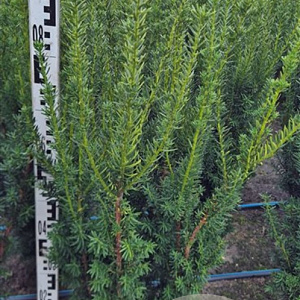 Taxus media 'Hillii' 100 cm met kluit