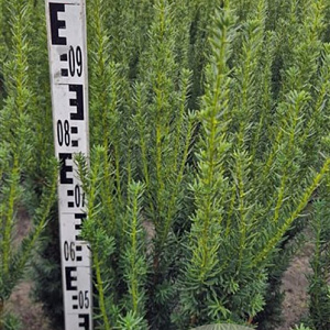 Taxus media 'Hillii' 100 cm met kluit