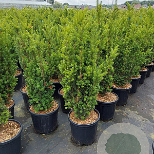 Taxus media 'Hillii' 60-80 cm 10L