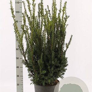Taxus media 'Hillii' 80-100 cm 12L