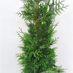Thuja pl. 'Excelsa' 100-120 cm met kluit