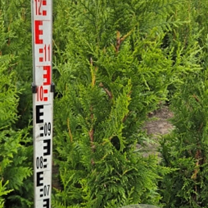 Thuja pl. 'Excelsa' 120-130 cm met kluit 