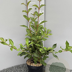 Viburnum farreri 40-60 cm 3,0L