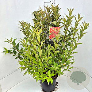 Weigela 'Red Prince' 80-100 cm 10L