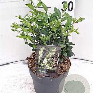 Sarcococca confusa 30-40 cm 2,0L