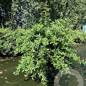 Berberis julianae 80-100 cm 12L