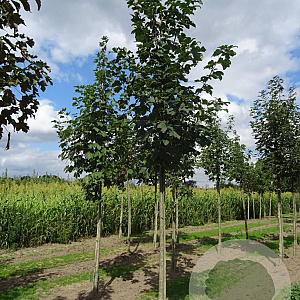 Acer pseudoplatanus 18-20 HO draadkluit