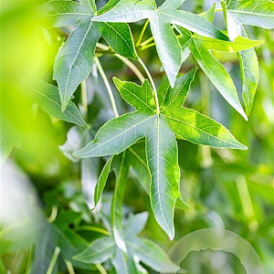 Liquidambar s. 'Moraine' 16-18 HO draadkluit