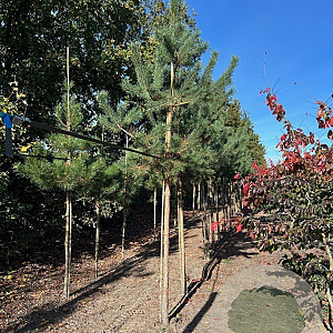 Pinus sylvestris 16-18 HO draadkluit