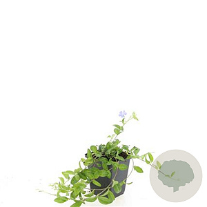 Vinca minor GM P9