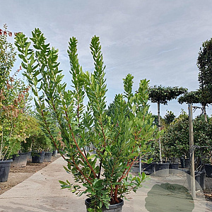 Arbutus unedo 125-150 cm 25L