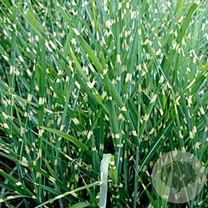 Miscanthus sin. 'Strictus' GM P9