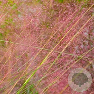 Muhlenbergia capillaris GM P9