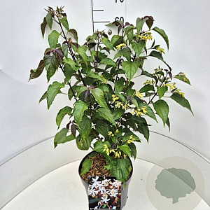 Clerodendrum trichotomum fargesii 60-80 cm 10L