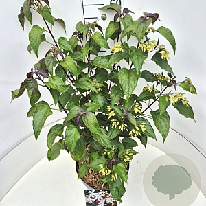 Clerodendrum trichotomum fargesii 60-80 cm 10L
