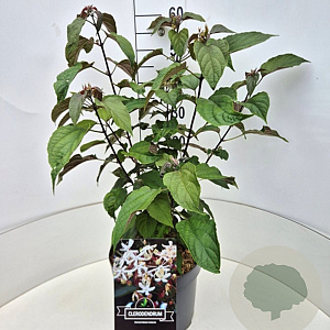 Clerodendrum trichotomum fargesii 60-80 cm 10L