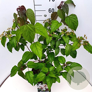 Clerodendrum trichotomum fargesii 60-80 cm 10L
