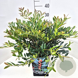 Distylium Blue Cascade 40-50 cm 10L