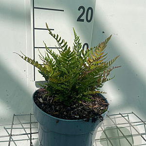 Dryopteris erythrosora prolifica GM 2,0L