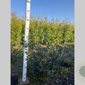 Osmanthus heterophyllus 60-80 cm met kluit