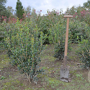 Osmanthus heterophyllus 60-80 cm met kluit