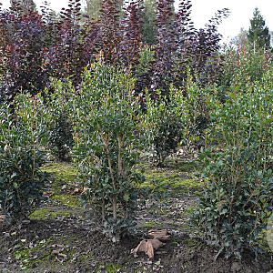 Osmanthus heterophyllus 60-80 cm met kluit
