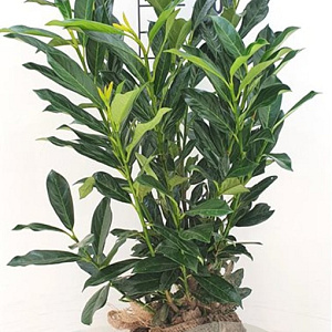Prunus l. Elly 60-80 cm met kluit