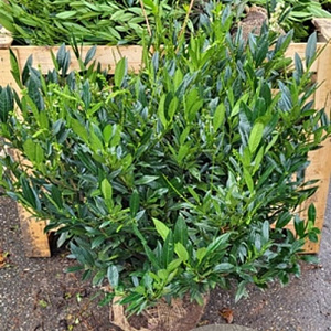 Prunus l. 'Otto Luyken' 80-100 cm met kluit