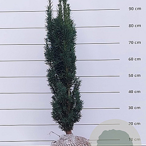 Taxus b. 'Fastigiata Robusta' 100-120 cm met kluit
