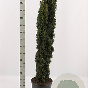 Taxus b. 'Fastigiata Robusta' 120-140 cm met kluit
