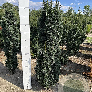 Taxus b. 'Fastigiata Robusta' 120-140 cm met kluit
