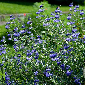 Caryopteris clandonensis GM C1.5