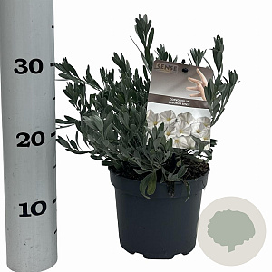 Convolvulus cneorum 20-25 cm P17