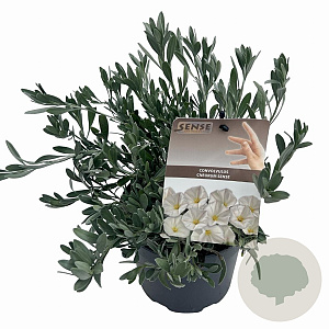 Convolvulus cneorum 20-25 cm P17