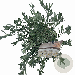 Convolvulus cneorum 20-25 cm P17