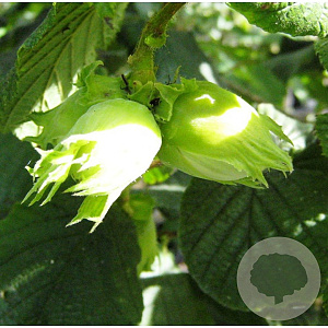 Corylus 'Gunslebert' 175-200 cm cont. 130L