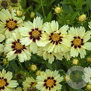 Coreopsis Uptick Cream GM 2,0L