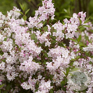 Deutzia purp. 'Kalmiiflora' GM C5