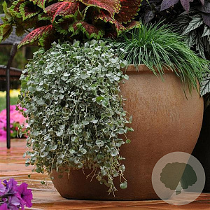 Dichondra argentea 'Silver Falls' GM  P11