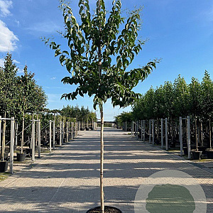 Heptacodium miconioides 12-14 HO container