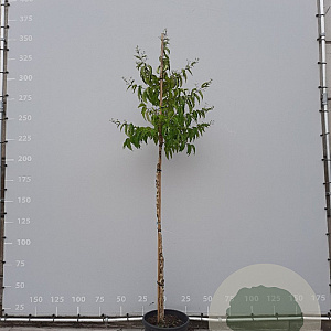 Heptacodium miconioides 6-8 HO container
