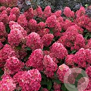 Hydrangea pan. Redlight GM 2,0L