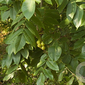 Juglans ailantifolia cordiformis 80-100 cm cont. 65L