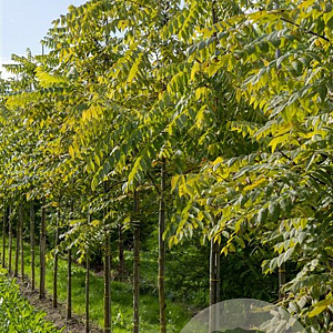 Juglans nigra 'Laciniata' 150-175 cm cont. 65L