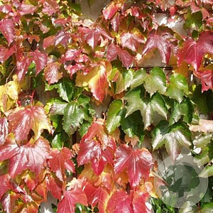 Parthenocissus tr. 'Veitch Boskoop' GM C5