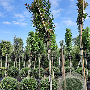 Photinia fraseri 'Red Robin' 200 cm stam container leiboom