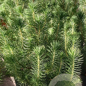 Pinus pinea 'Silver Crest' 3,0L