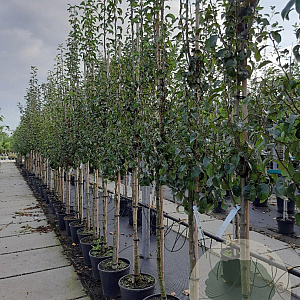 Pyrus c. 'Doyenné du Comice' 8-10 HA container