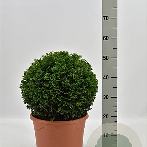 Taxus baccata 35-40 cm container bol
